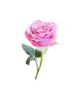 Pink rose flower with water drops , green stem and leaves  in vertical shaped isolated on white background , clipping path Royalty Free Stock Photo