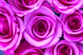 Close up of pink rose flowers wall background .Roses flower wallpaper backdrop. Royalty Free Stock Photo