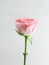a close up of a pink rose in a glass vase