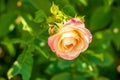 Close-up of a pink rose on a green background. Delicate rose in full bloom in the garden. White and red rose in the garden. Garden Royalty Free Stock Photo