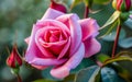 close-up of pink rose growing at yard Generative AI