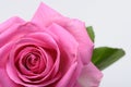 Close up of pink rose heart Royalty Free Stock Photo
