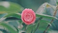 Pink Rose Like Blooms Camellia Flower And Buds. Blooming Pink Camellia. Pink Camellia In Flower.