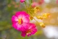 Close up pink rose Mini eden rose in the garden with light ray Royalty Free Stock Photo