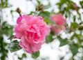 Close up pink rose pastel color in the garden. Royalty Free Stock Photo