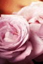Close up of pink rose petails covered dew Royalty Free Stock Photo