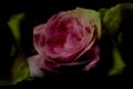 Close up of pink rose petails covered dew Royalty Free Stock Photo