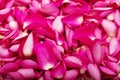 Close up pink rose petal background Royalty Free Stock Photo