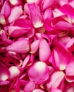 Close up pink rose petal background Royalty Free Stock Photo