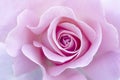 Close up of pink rose petals.