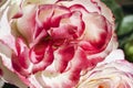 Close up of red and white rose petals.