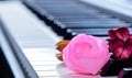 Close up of pink rose on the piano keyboard Royalty Free Stock Photo