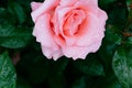 Close-up of pink rose with rain drops over blurred dark green leaves Royalty Free Stock Photo