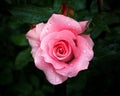 Close-up of pink rose with rain drops over blurred dark green leaves Royalty Free Stock Photo