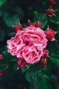 Close-up of pink rose with rain drops over blurred dark green leaves Royalty Free Stock Photo