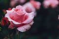 Close-up of pink rose with rain drops over blurred dark green leaves Royalty Free Stock Photo