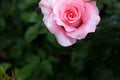 Close-up of pink rose with rain drops over blurred dark green leaves Royalty Free Stock Photo