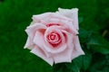 Close-up of pink rose with rain drops over blurred dark green leaves Royalty Free Stock Photo