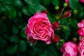 Close-up of pink rose with rain drops over blurred dark green leaves Royalty Free Stock Photo