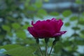 close-up: pink rose side view