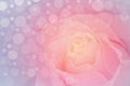 Close up of pink rose on soft bokehe background. soft filter