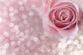 Close up of pink rose on soft bokehe background. soft filter