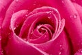 Close-up pink rose with water drops