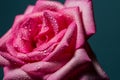 Close up of a pink rose with water drops