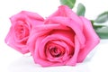 Close-up of pink rose on white background Royalty Free Stock Photo
