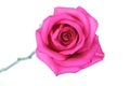 Close-up of pink rose on white background Royalty Free Stock Photo