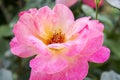 Close up of a pink rose and yellow in the garden Royalty Free Stock Photo