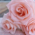 Close up pink roses. Backdrop for Valentine& x27;s day