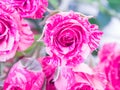 Close up of Pink Roses Royalty Free Stock Photo
