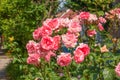 Close-up of pink roses on a green background. Delicate rose in full bloom in the garden. Garden concept. Card. Beautiful rose Royalty Free Stock Photo