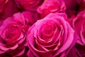 Close up of pink roses