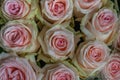 Close up of pink roses on the market