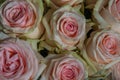 Close up of pink roses on the market
