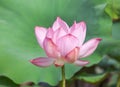 Close up pink Sacred lotus flower Nelumbo nucifera blooming on sunny day