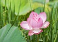 Close up pink Sacred lotus flower Nelumbo nucifera blooming on sunny day