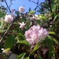 Close-up of pink sakura flowers on a branch in the sunlight against the blue sky. Square photo Royalty Free Stock Photo
