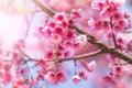 Close up pink Sakura flowers or Cherry blossom blooming on tree in springtime