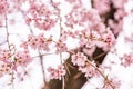 pink sakura Yamazakura blossom near Osaka castle Royalty Free Stock Photo