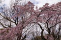 close up pink sakura blossom near Osaka castle Royalty Free Stock Photo