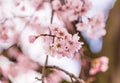 pink sakura Yamazakura blossom near Osaka castle Royalty Free Stock Photo