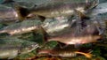 Close-up of pink salmon spawning school of fish underwater in sea.