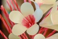 Close up pink Sandalwood flowers or funeral artificial flowers or wood cremation flower in funeral