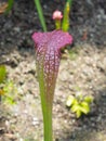 A close up pink sarracenia x excellens pitcher plant pitfall trap in a botanical garden.