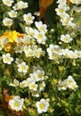 Pink Saxifrage arendsii flowers Royalty Free Stock Photo