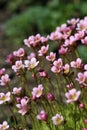 A lot of pink flowers of mossy saxifrage