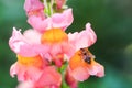 Close up of pink snapdragon in nature black blackground Royalty Free Stock Photo